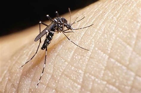 Baguio City logs record high over 5,500 dengue cases, deaths .